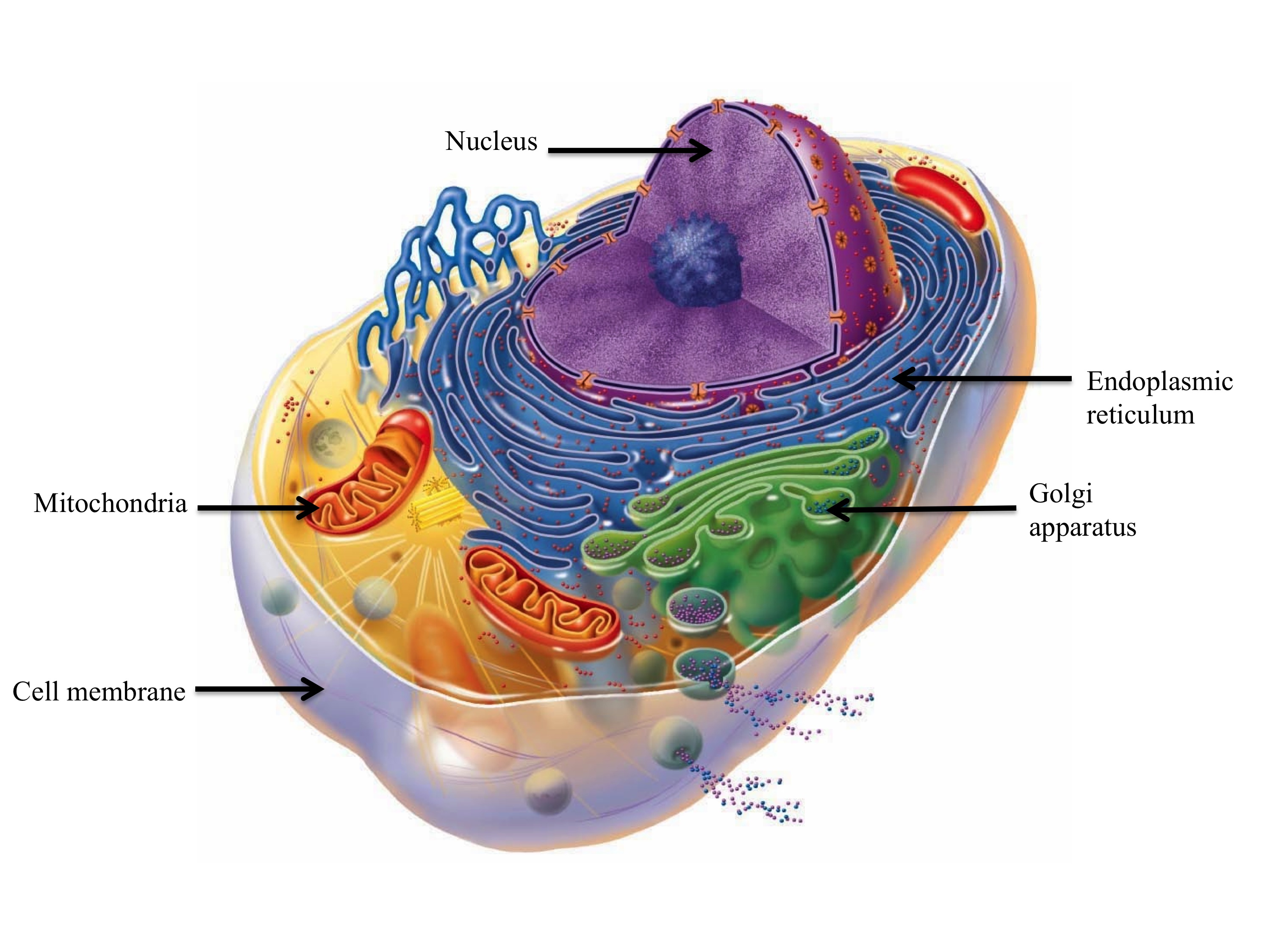 Лизосома мембранный органоид. Органеллы человеческой клетки. Центросома. Строение клетки.